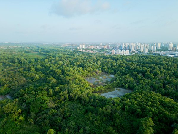 Unissons nos forces contre la déforestation : l'impact crucial des associations